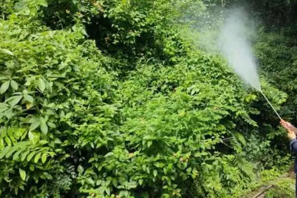 怎么防治大实蝇，成虫盛发期可喷施晶体敌百虫等药物