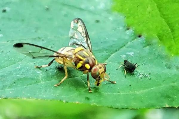 怎么防治大实蝇，成虫盛发期可喷施晶体敌百虫等药物