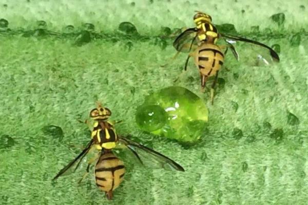 怎么防治大实蝇，成虫盛发期可喷施晶体敌百虫等药物