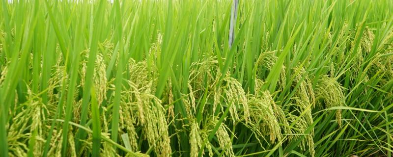 荃优851水稻的简介，属于籼型两系杂交水稻