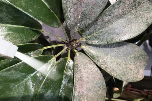 烧烤炭灰能当肥料吗，木炭灰属于钾肥