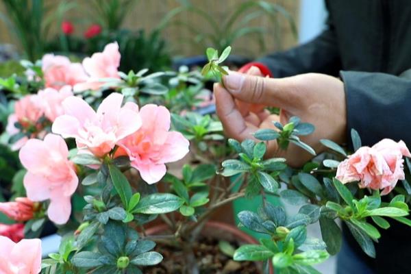 杜鹃花怎么修剪能开花爆盆，要在植株花期结束后进行