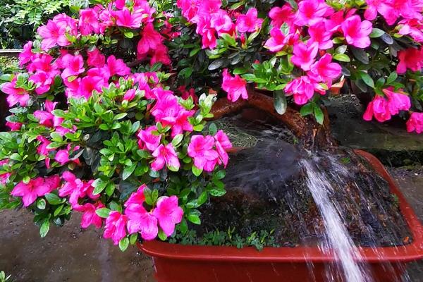 杜鹃花怎么修剪能开花爆盆，要在植株花期结束后进行