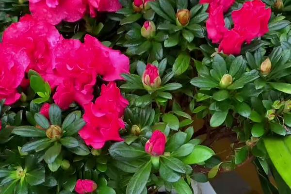 杜鹃花怎么修剪能开花爆盆，要在植株花期结束后进行
