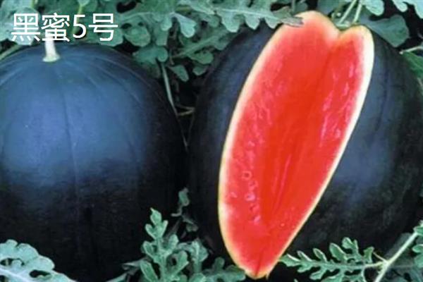 无籽西瓜有什么品种，红大西瓜、黄小玉西瓜等品种很常见