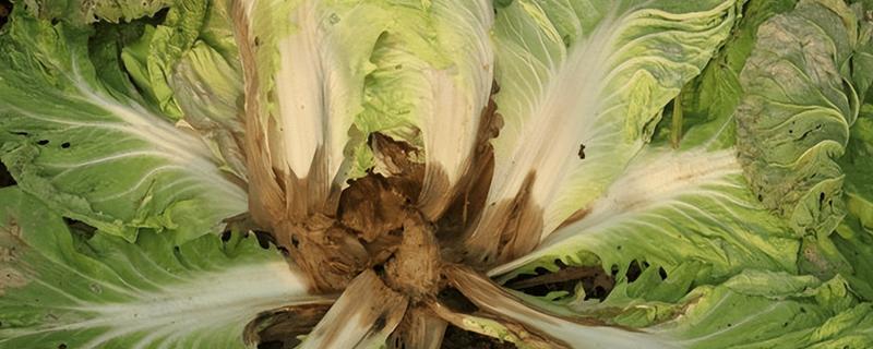 大白菜根腐病的防治方法，与非十字花科蔬菜轮作可减轻病害