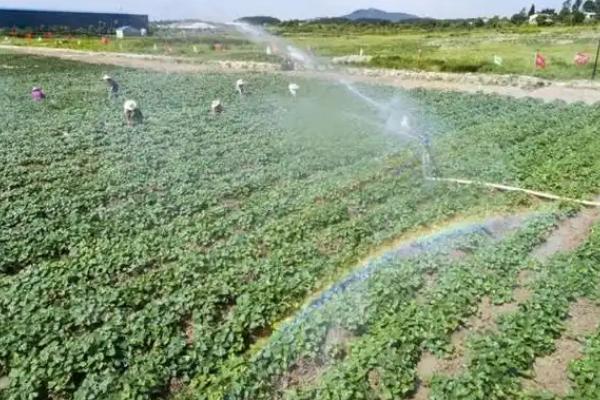 红薯苗卷叶是什么病，可能是病毒病、麦蛾幼虫等