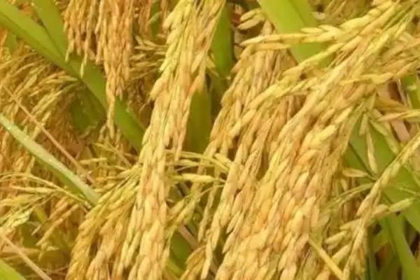 荃优851水稻的简介，属于籼型两系杂交水稻