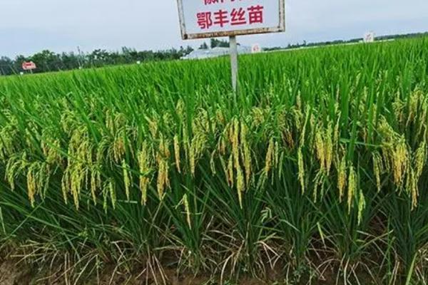 荃优851水稻的简介，属于籼型两系杂交水稻