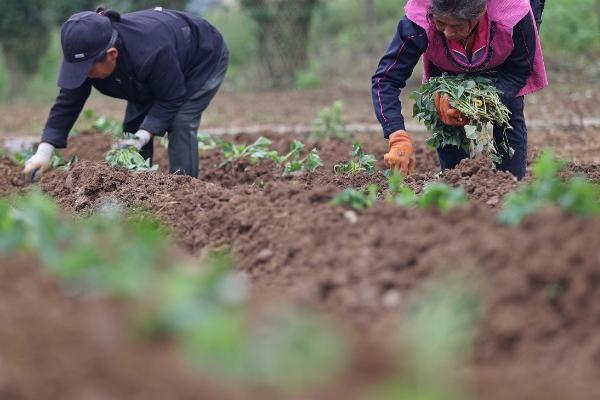 红薯苗卷叶是什么病，可能是病毒病、麦蛾幼虫等