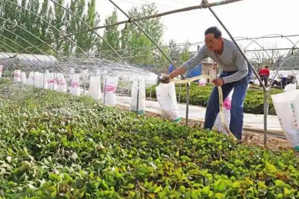 红薯苗卷叶是什么病，可能是病毒病、麦蛾幼虫等