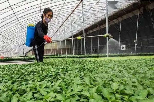 红薯苗卷叶是什么病，可能是病毒病、麦蛾幼虫等