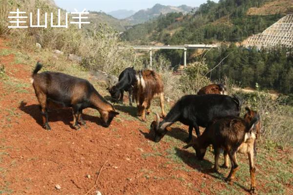 云南省的家畜与家禽地方品种，有六大名猪、名牛、名羊等