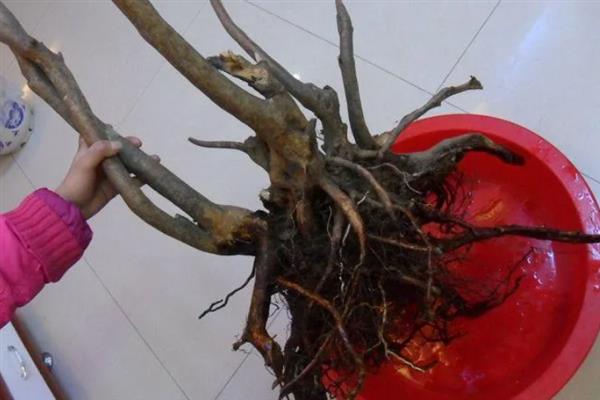 山上有什么能做盆景的树桩，三角枫、紫薇、小叶安贞等品种都是适宜选择
