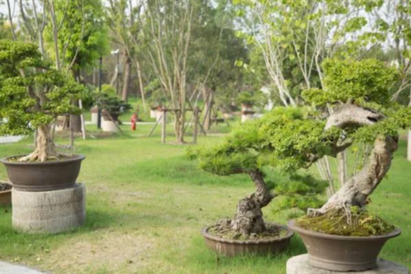 山上有什么能做盆景的树桩，三角枫、紫薇、小叶安贞等品种都是适宜选择