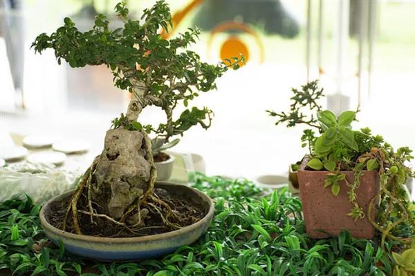 山上有什么能做盆景的树桩，三角枫、紫薇、小叶安贞等品种都是适宜选择