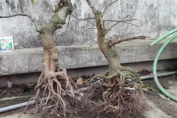 山上有什么能做盆景的树桩，三角枫、紫薇、小叶安贞等品种都是适宜选择
