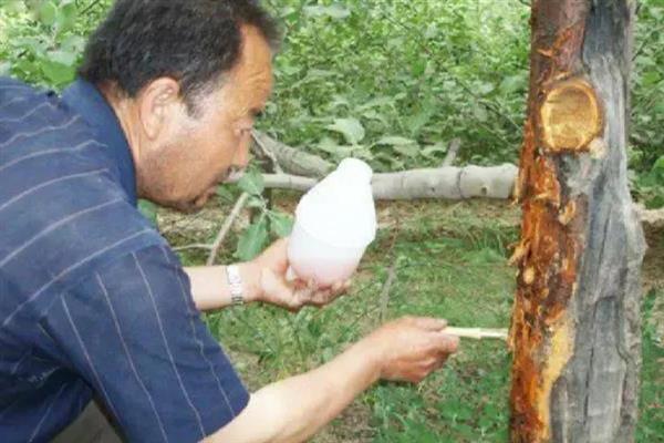 果树伤口保护剂如何制作，推荐以下6种方法