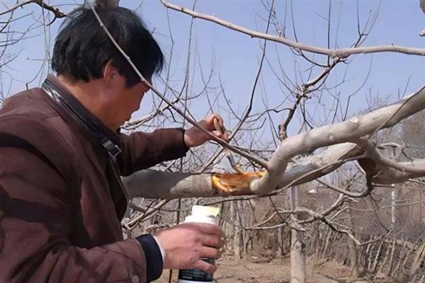 果树伤口保护剂如何制作，推荐以下6种方法