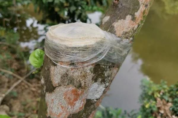 果树伤口保护剂如何制作，推荐以下6种方法