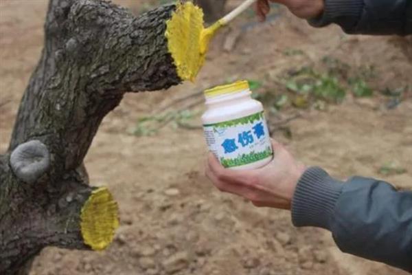 果树伤口保护剂如何制作，推荐以下6种方法