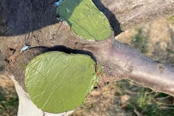 果树伤口保护剂如何制作，推荐以下6种方法