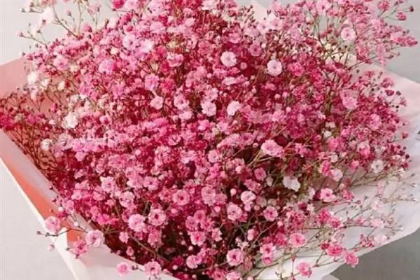 粉色满天星有什么花语，具有青涩的爱、不可或缺的配角等含义