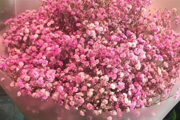 粉色满天星有什么花语，具有青涩的爱、不可或缺的配角等含义