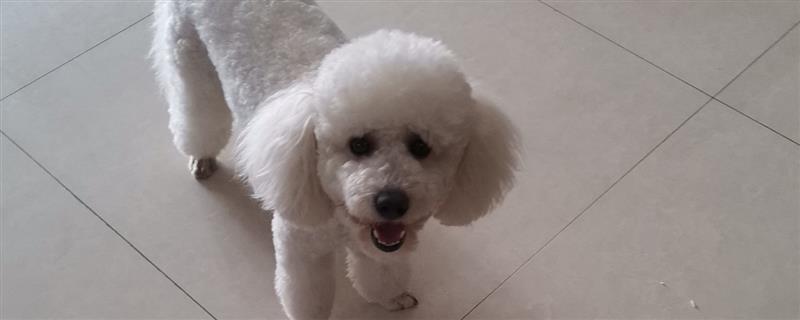 玩具贵宾犬的价格，一般不低于2000元