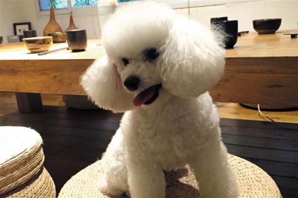 玩具贵宾犬的价格，一般不低于2000元