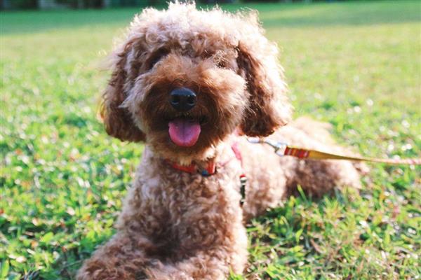 玩具贵宾犬的价格，一般不低于2000元