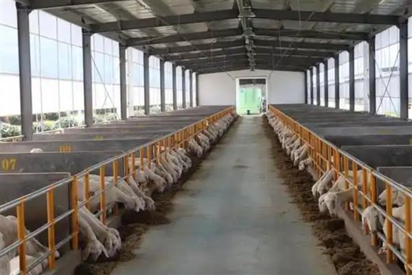 羊怎么圈养养殖，要为羊提供充足的优质草料