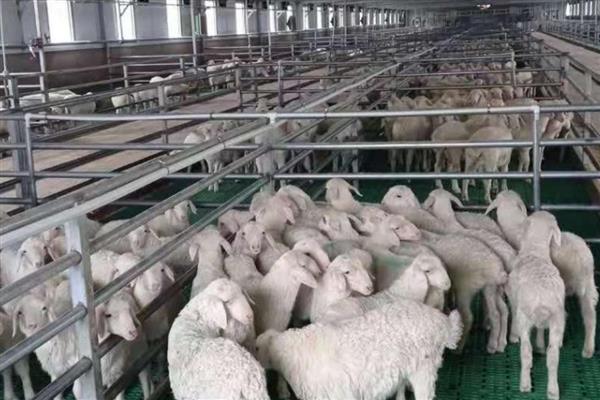 羊怎么圈养养殖，要为羊提供充足的优质草料