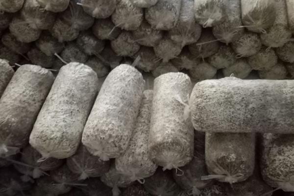 菌种的含义，是指发酵期间被当作活细胞催化剂的微生物