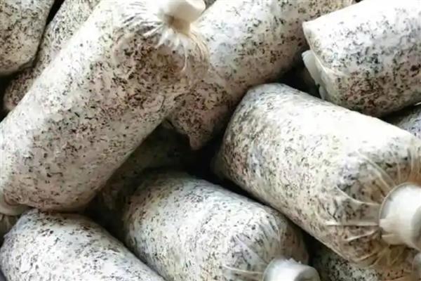 菌种的含义，是指发酵期间被当作活细胞催化剂的微生物