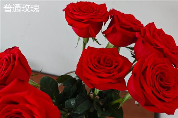 泡泡玫瑰与普通玫瑰有什么区别，泡泡玫瑰的花朵是重瓣且颜色丰富