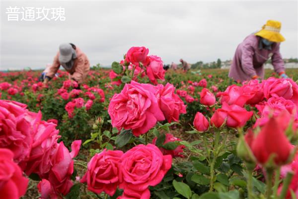 泡泡玫瑰与普通玫瑰有什么区别，泡泡玫瑰的花朵是重瓣且颜色丰富