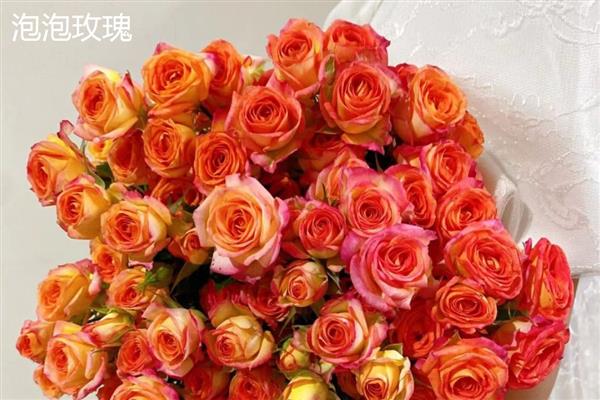 泡泡玫瑰与普通玫瑰有什么区别，泡泡玫瑰的花朵是重瓣且颜色丰富