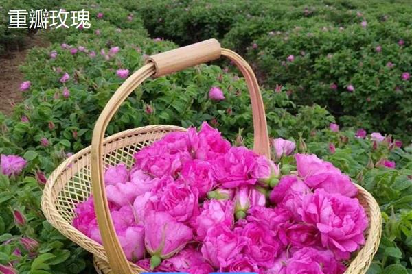 泡泡玫瑰与普通玫瑰有什么区别，泡泡玫瑰的花朵是重瓣且颜色丰富