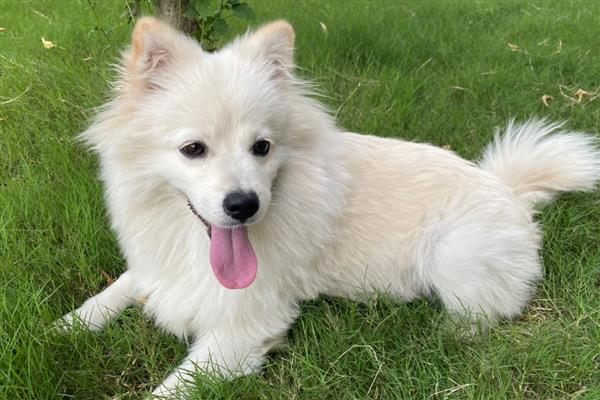 狗身体里的蛔虫多长时间能清干净,一般在1-2个月