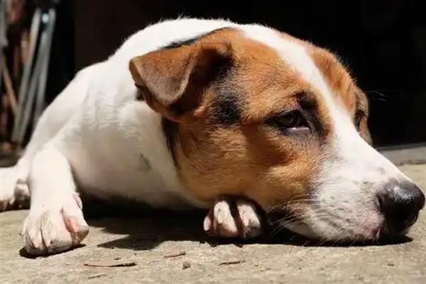 狗身体里的蛔虫多长时间能清干净,一般在1-2个月