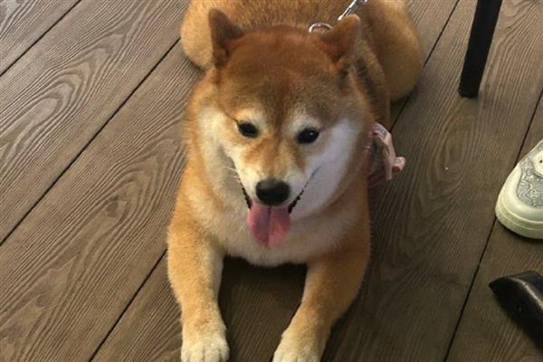 狗身体里的蛔虫多长时间能清干净,一般在1-2个月