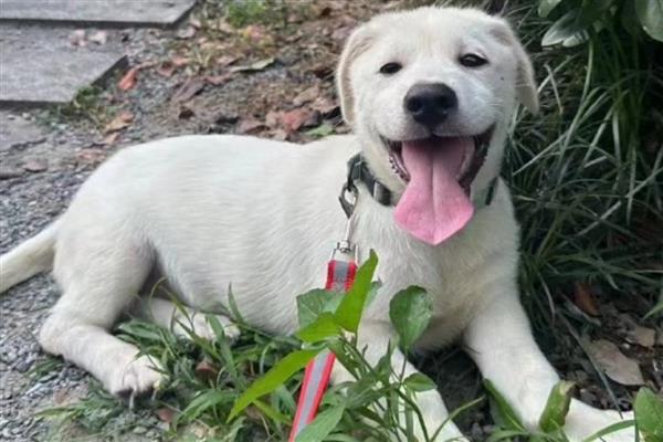 狗身体里的蛔虫多长时间能清干净,一般在1-2个月