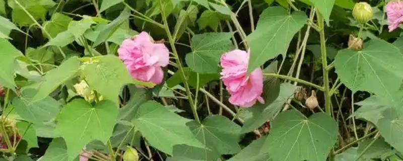 芙蓉花的开放季节，一般在秋季8-10月份开放