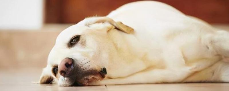 狗身体里的蛔虫多长时间能清干净，一般在1-2个月