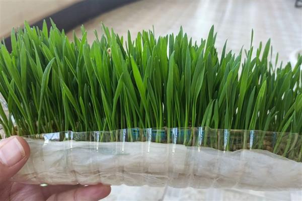 小麦种子的水培注意事项，种植前需浸种