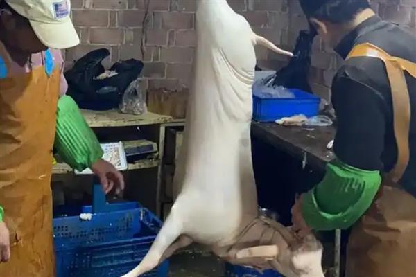 杀羊脱毛要用多少度的水，65-75℃的水温适合做脱毛处理