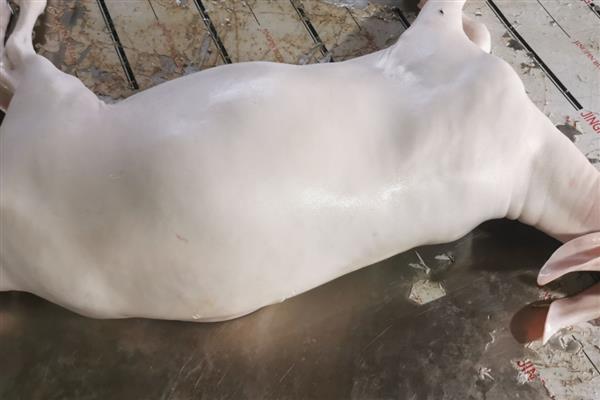 杀羊脱毛要用多少度的水，65-75℃的水温适合做脱毛处理
