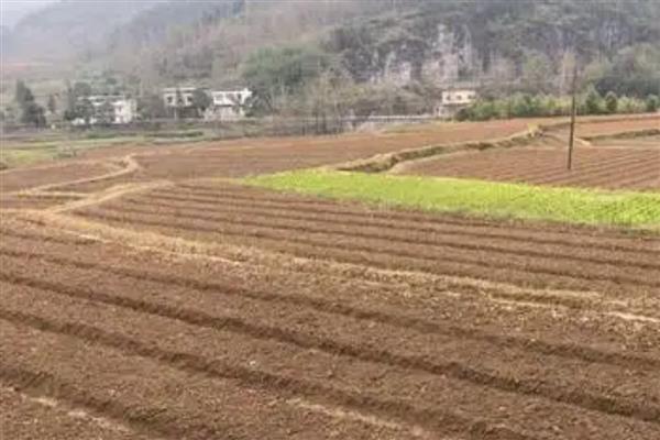 香葱连作会出现什么问题，植株会出现生长停滞、叶尖和根系发黄等症状