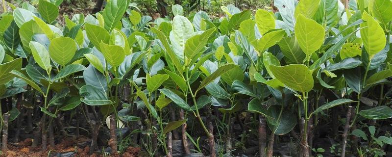 菠萝蜜树苗的生长条件，需要温暖的环境、充足的阳光等